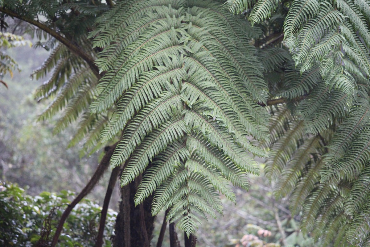 Sphaeropteris crinita  (Hook.) R.M.Tryon